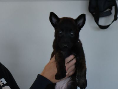 Belgian Malinois/Dutch shepherd puppies.