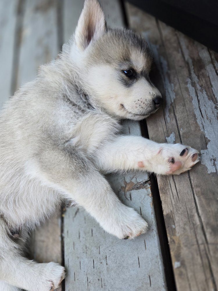 2 puppies available.