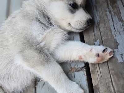 2 puppies available.