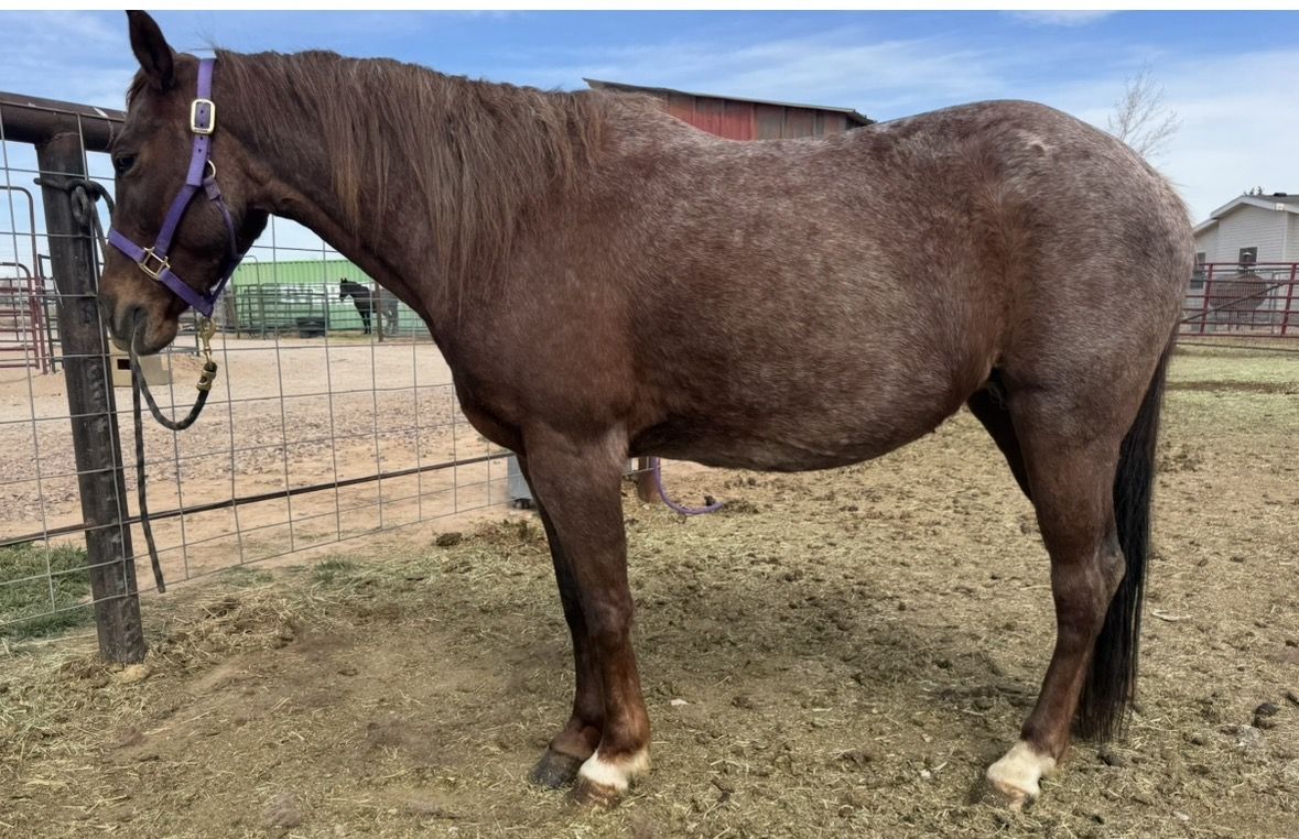 2017 Mare in Foal to Draft
