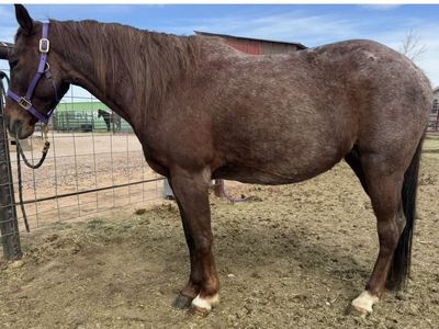 2017 Mare in Foal to Draft