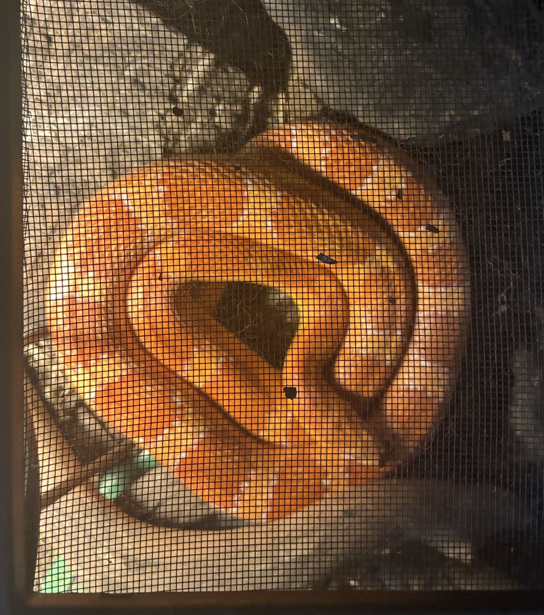 Adult Corn Snake - Vibrant Orange with Red Eyes