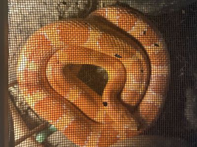 Adult Corn Snake - Vibrant Orange with Red Eyes