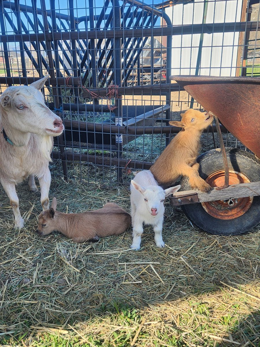 ADGA/AGS registerable Nigerian Dwarf bucklings