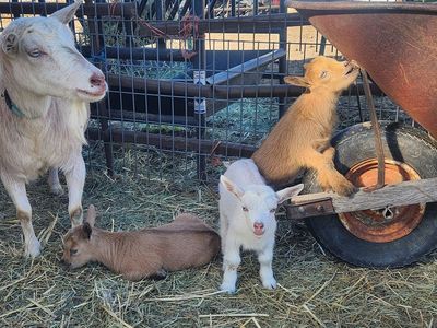 ADGA/AGS registerable Nigerian Dwarf bucklings