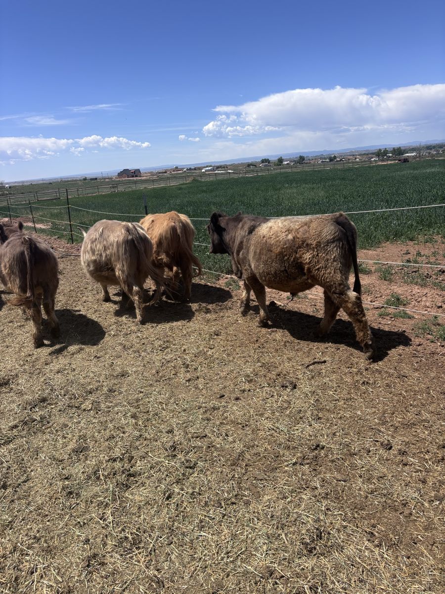 Highland purebred Heifer and two Angus/Highland cross steers.   Great beef