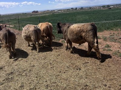 Highland purebred Heifer and two Angus/Highland cross steers. Great beef