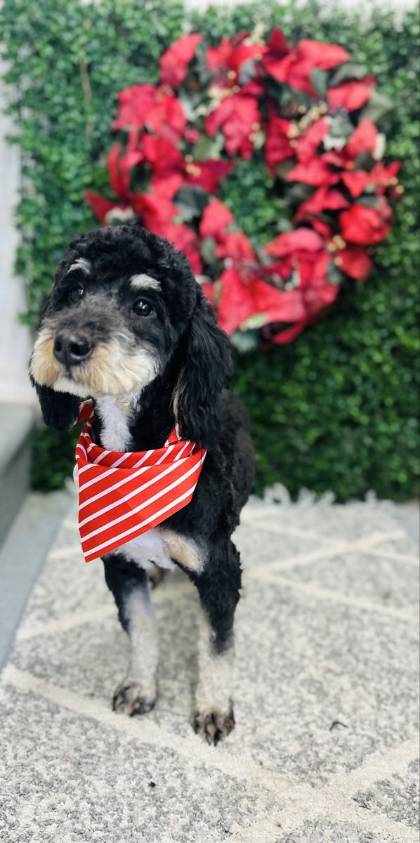 Female mini bernedoodle