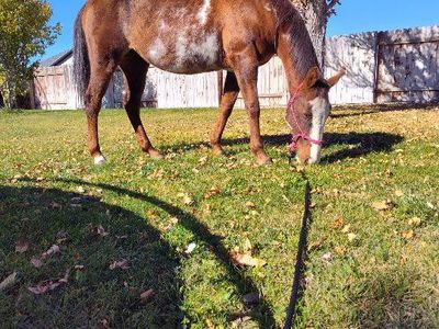17/yo grade paint mare