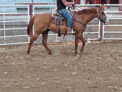Red dun gelding