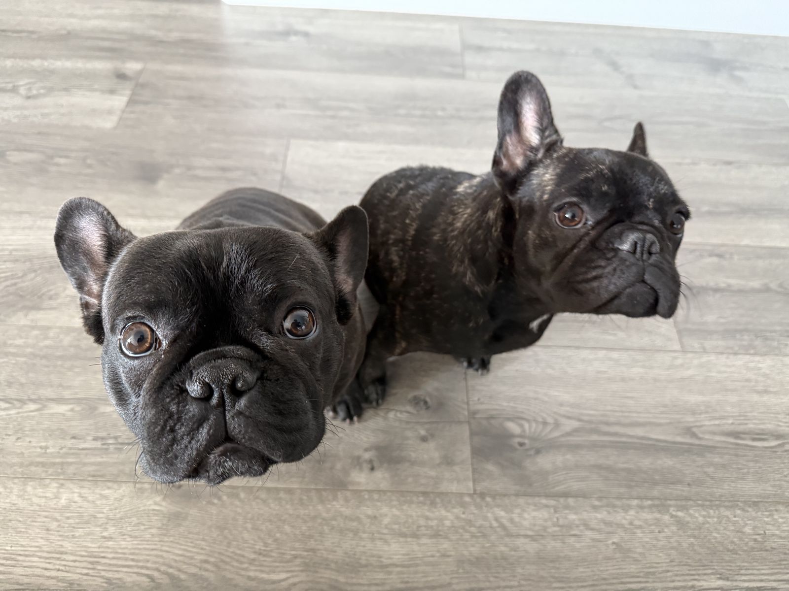 French Bulldogs