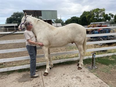 13 Yr Old Fox Trotter