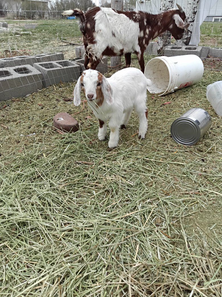 abga 100% boer buckling