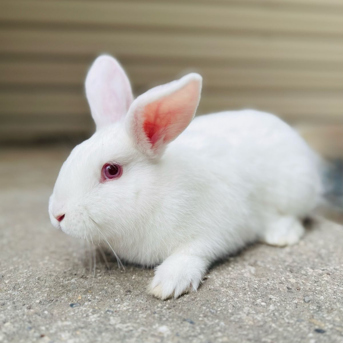 Beautiful Albino Bunny