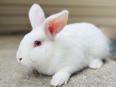 Beautiful Albino Bunny