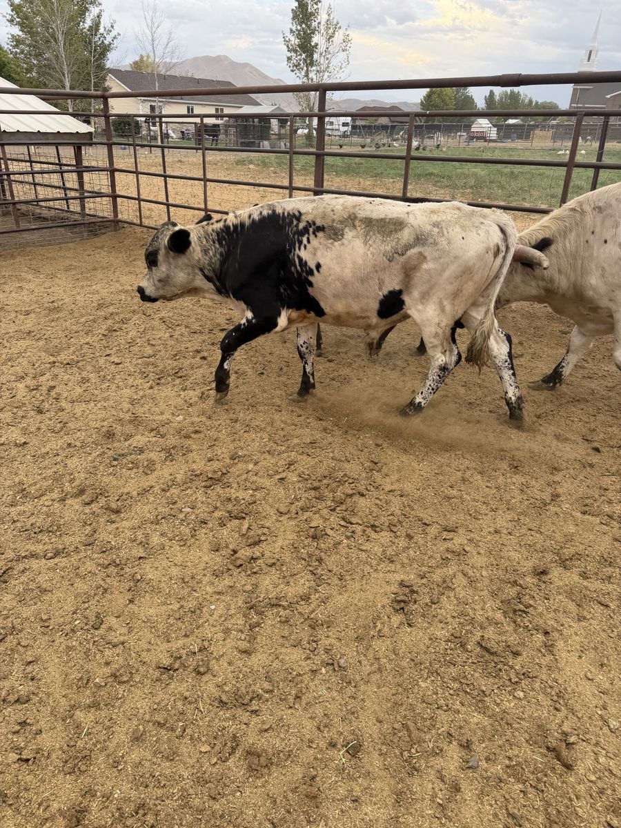 Black white steer
