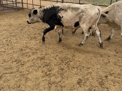Black white steer
