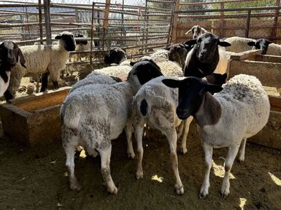 Pregnant Female Dorper Sheep