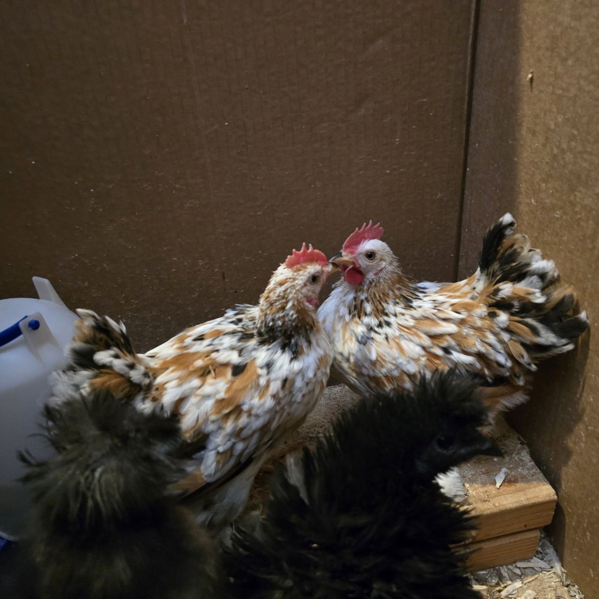 free bantam cochin rooster(s)