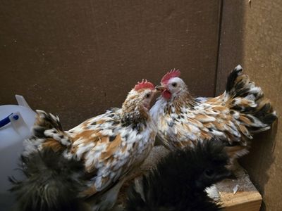 free bantam cochin rooster(s)