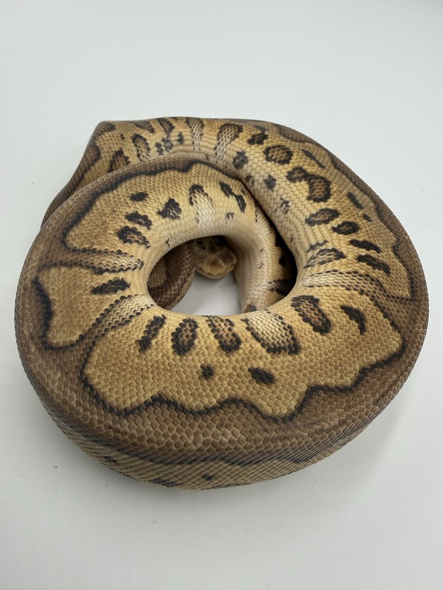 Female: Pastel Red Stripe Clown