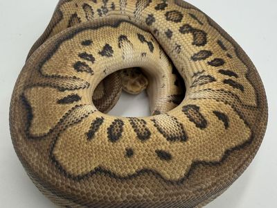 Female: Pastel Red Stripe Clown