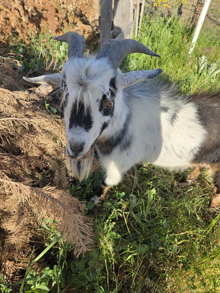 nigerian dwarf goat stud/buck