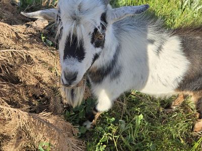 nigerian dwarf goat stud/buck