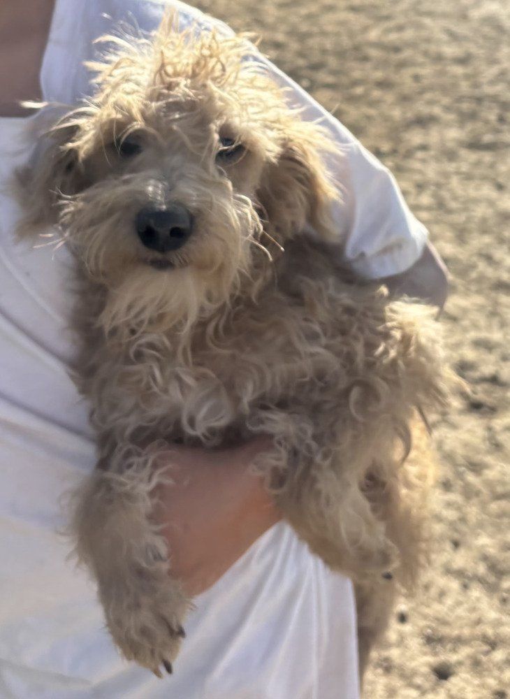 Henry the Schnoodle