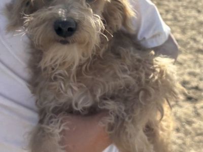 Henry the Schnoodle