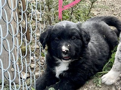FREE Border Collie and Australian Shepherd Mix Puppies - Black & White and Tri-color
