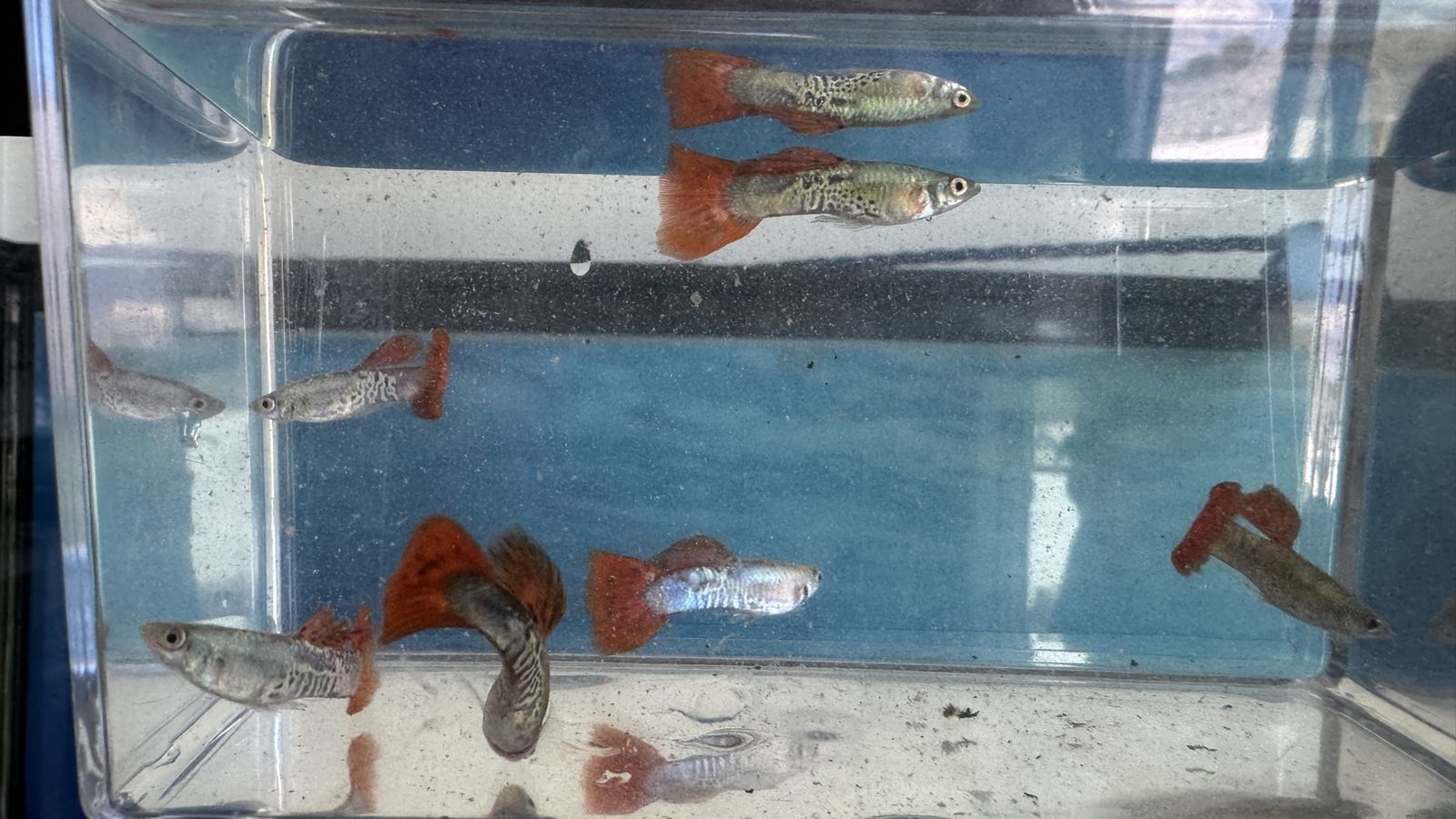 Guppies