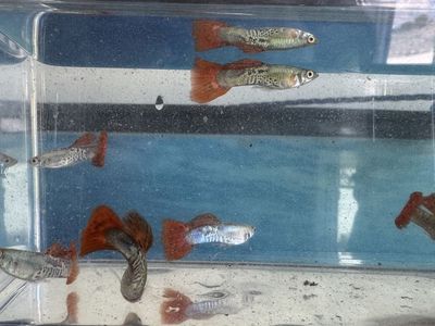Guppies
