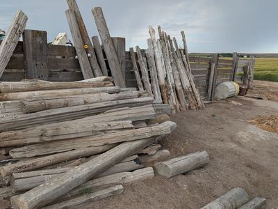 Cedar Fence posts