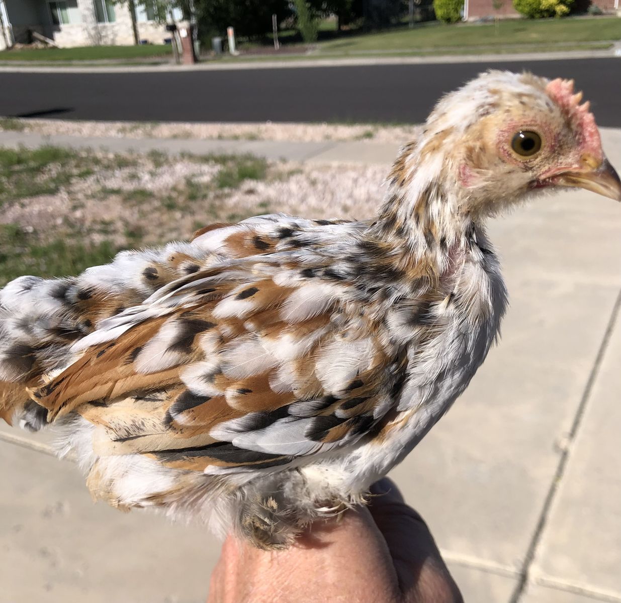 Young cockerels as snakes or falconers food