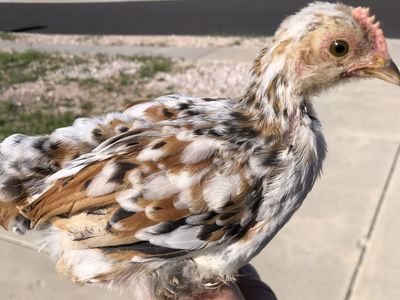 Young cockerels as snakes or falconers food