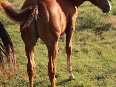 2025 Sorrel Stud Colt (Dun it classy)