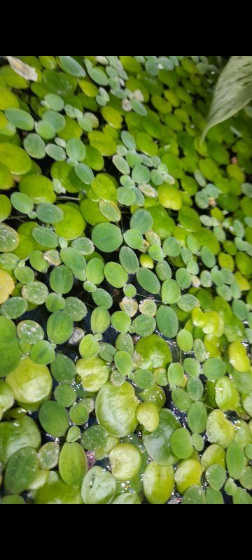 Amazon Frogbit, Live Aquarium Floating Plant