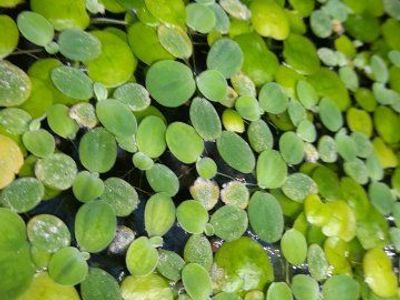 Amazon Frogbit, Live Aquarium Floating Plant