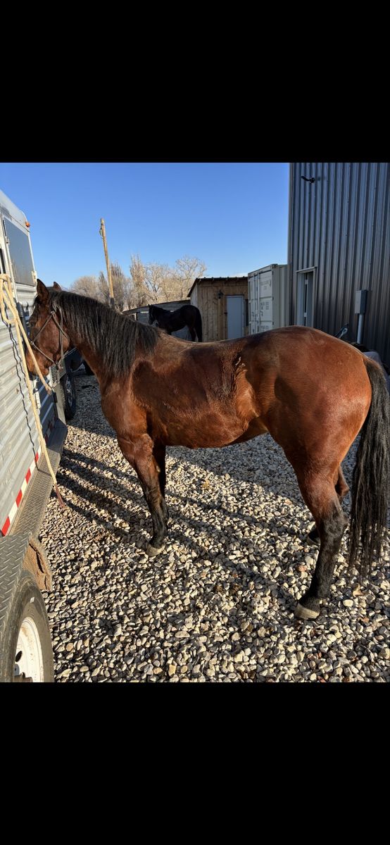 4 yr old bay filly