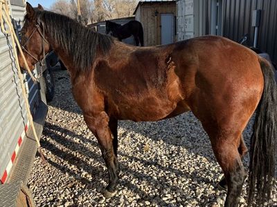 4 yr old bay filly