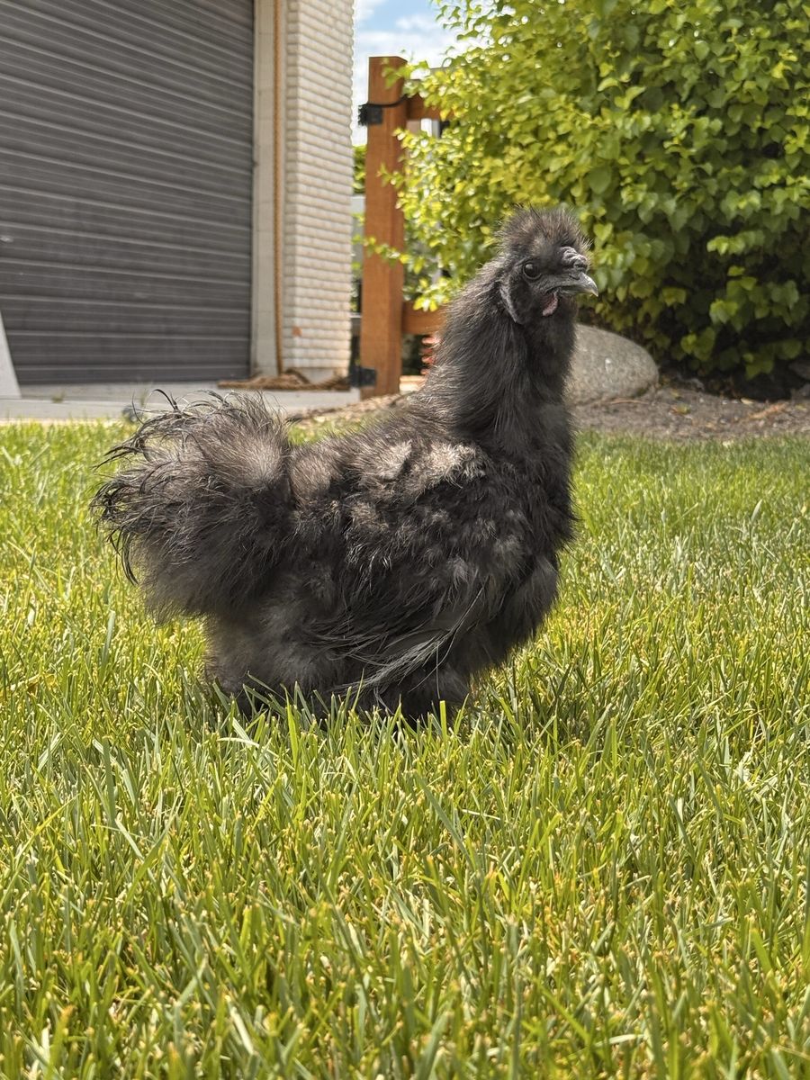 Black Silkie Rooster - 4 months