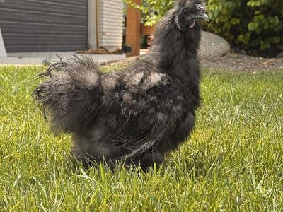 Black Silkie Rooster - 4 months