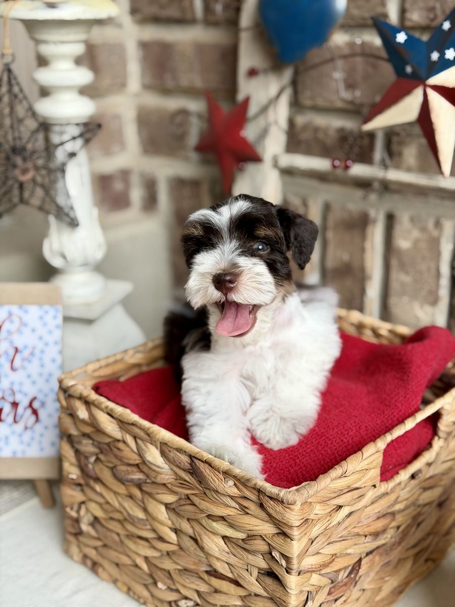 Adorable Miniature Schnauzer Puppies
