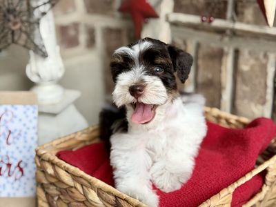 Adorable Miniature Schnauzer Puppies