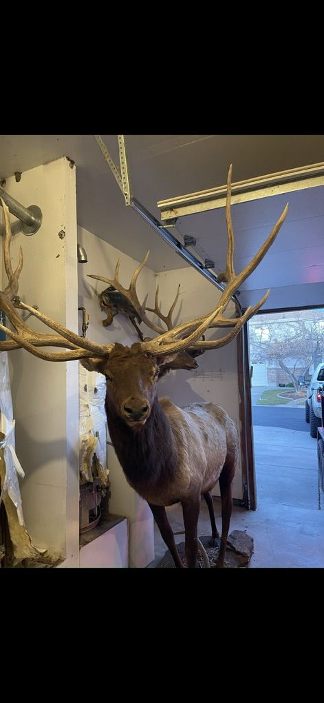 Full Body Taxidermy Elk