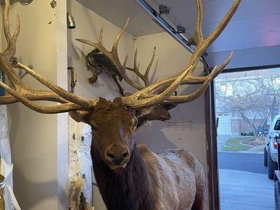 Full Body Taxidermy Elk