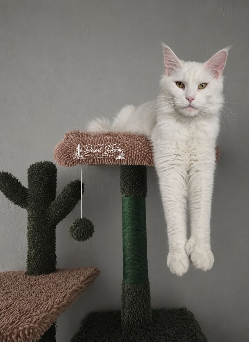 Future European Maine Coon Kittens