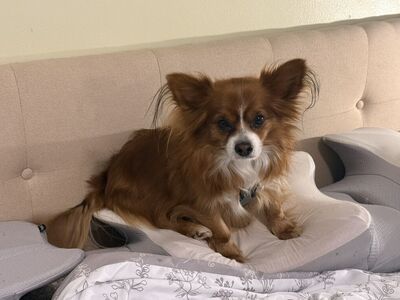 Papillon x Pomeranian
