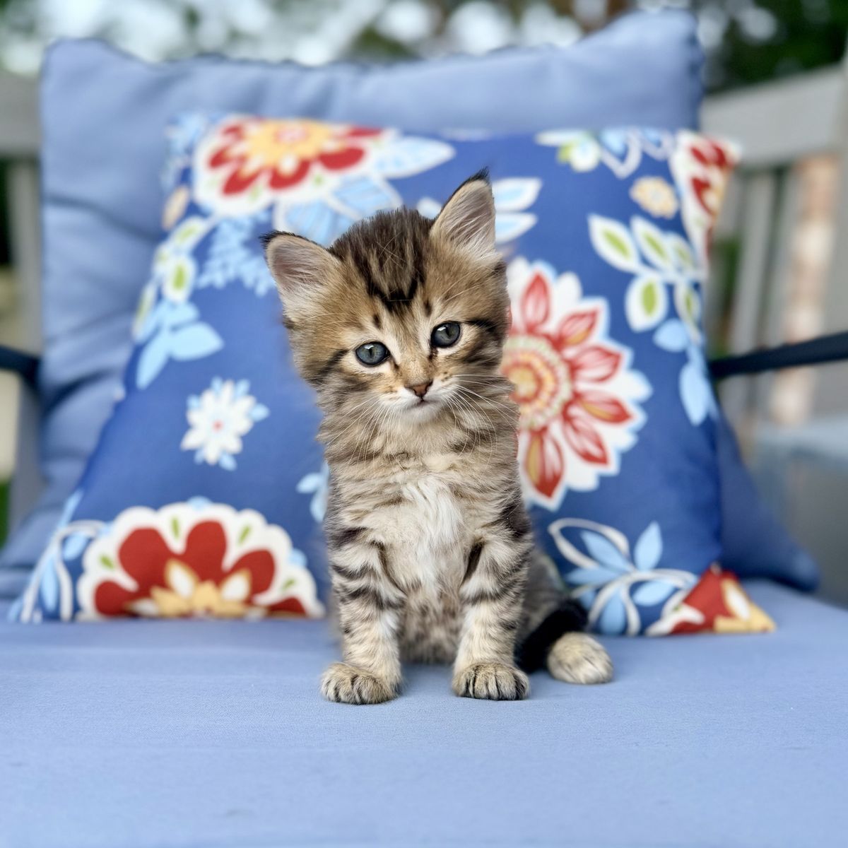 Beautiful fluffy female kittens